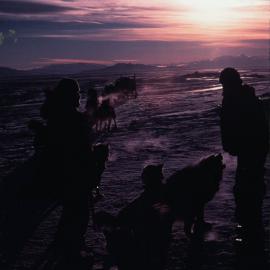 Dog Sledging in the Midnight Sun