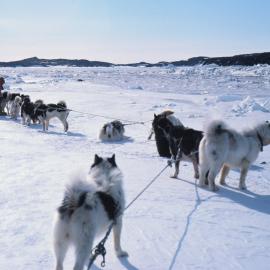 Huskies and seals at Cape Barne