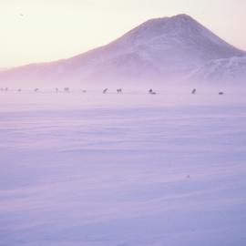 Dogline on Scott Base Sea Ice
