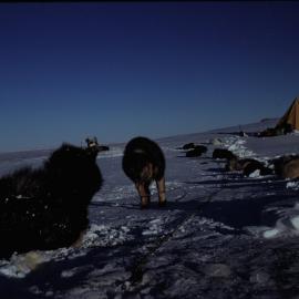 Dogs and Campsite at Strand Moraine