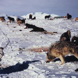 Feeding time for Dog Team