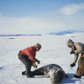 Seal Tagging