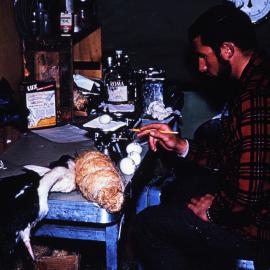 Weighing Penguin Eggs