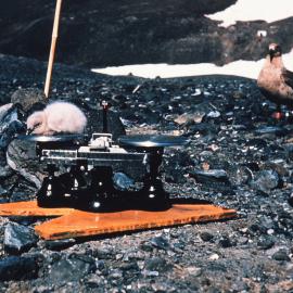 Weighing Skua Chick