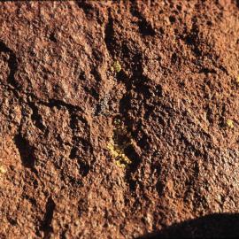 Dais Lichens