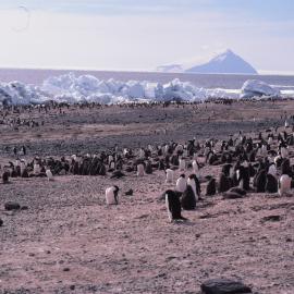 Adelie Penguins