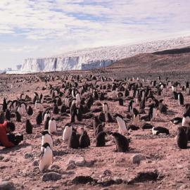 Adelie Penguins