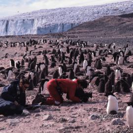 Adelie Penguins