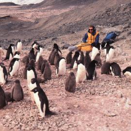 Adelie Penguins