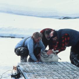 Weighing Seal Pup
