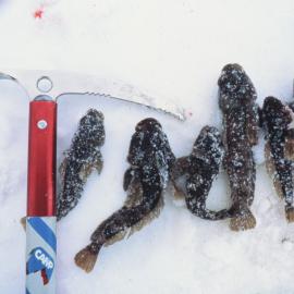 Fish Caught From Underneath Ice