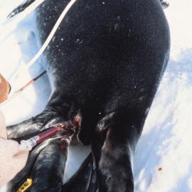 Seal Blood Sampling