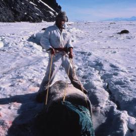 Preparation for Seal Blood Sampling