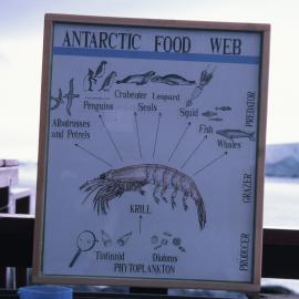 Antarctic Food Web