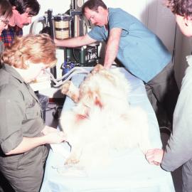 Husky Operation