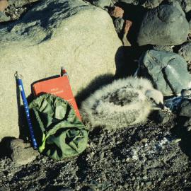 Skua Chick with Tools