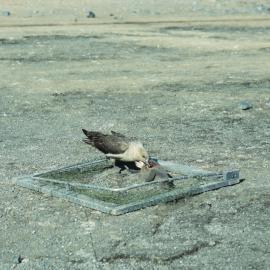 Skua trap 1 at club - Taking the Bait
