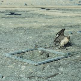 Skua trap 2 - Caught!