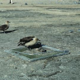 Snaring a Skua