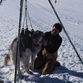 Huskies being Weighed