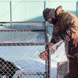 Dog handler feeding penned bitch