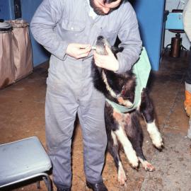 Dog handler Examining Teeth