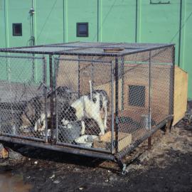 Husky Breeding Box