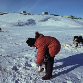 Scott Base Vet checks over Huskies