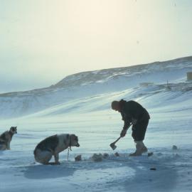 Chopping Meat for the Dogs
