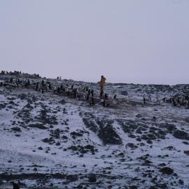 Eaton going mad counting penguins