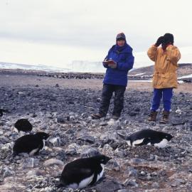 Adelie Penguins at Cape Bird with Beth Speirs and Shirley McQueen
