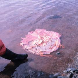 Jellyfish at Great Wall Station