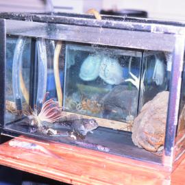 McMurdo Aquarium