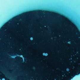 PLankton from top of Ice hole