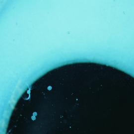 Ice Hole and Plankton