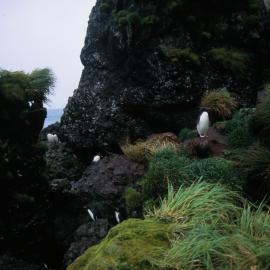 Rockhopper Penguins, Macquarie Island