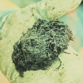 Tube-Worm Bottom Sample