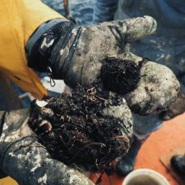 Dredge Haul