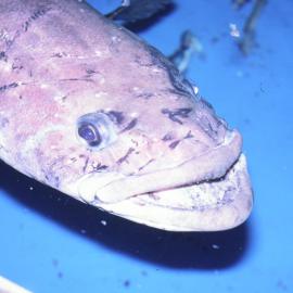 Cod in McMurdo Aquarium