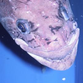 Antarctic Cod