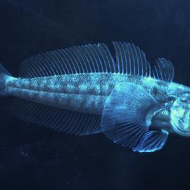 Pathogenia borchgrevingki