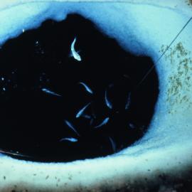 Pagothenia borchgrevinki seen through ice hole