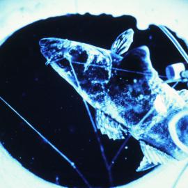 Dissostichus mawsoni