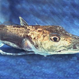 Cryodraco antarcticus