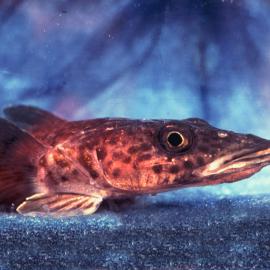 Gymnodraco acuticeps