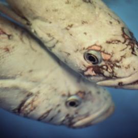Fish in McMurdo Aquarium