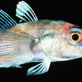 Trematomus loennbergii