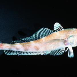 Trematomus loennbergii