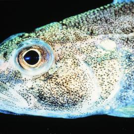 Tremotamus hansoni