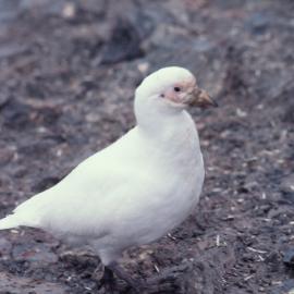American Sheathbill